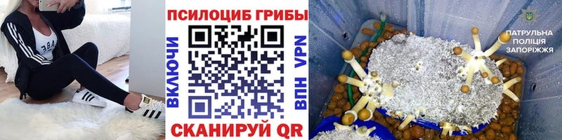 где купить наркоту  Орск  Галлюциногенные грибы GOLDEN TEACHER 